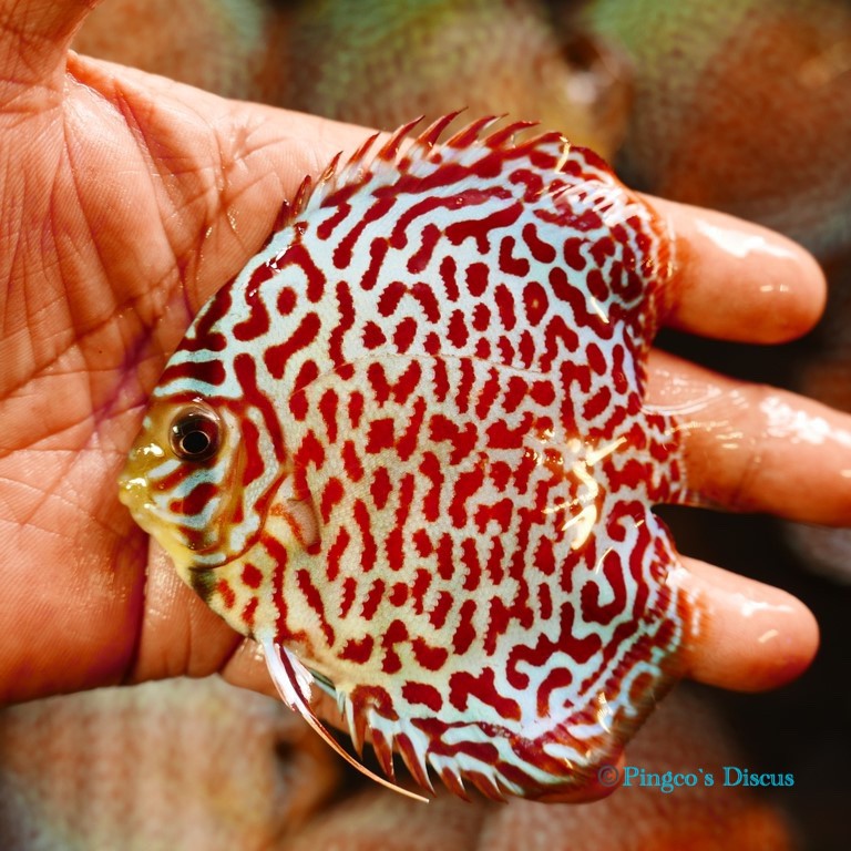 4" Maze Leopard