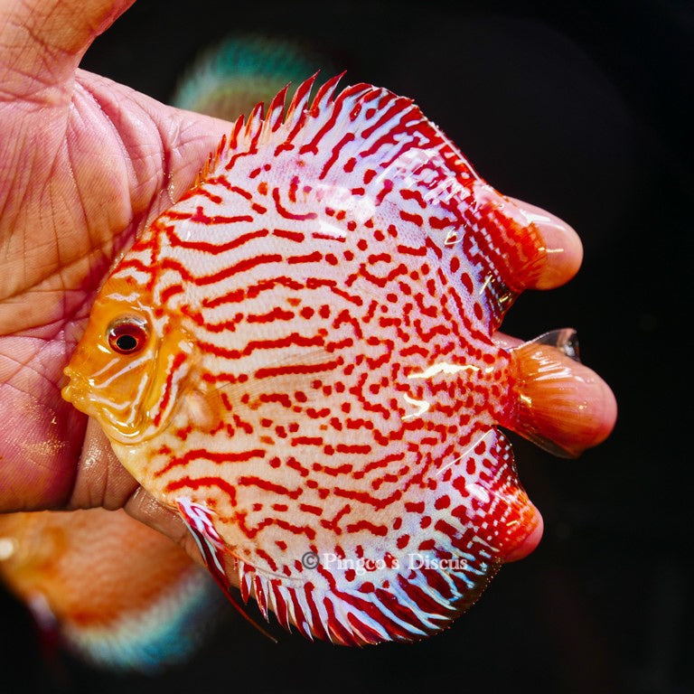 4.5" Pigeon King Cobra