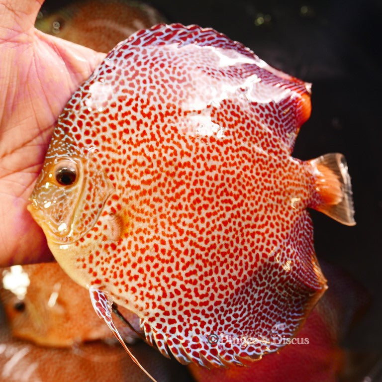5.5" Hb Penang Eruption (Select Grade)