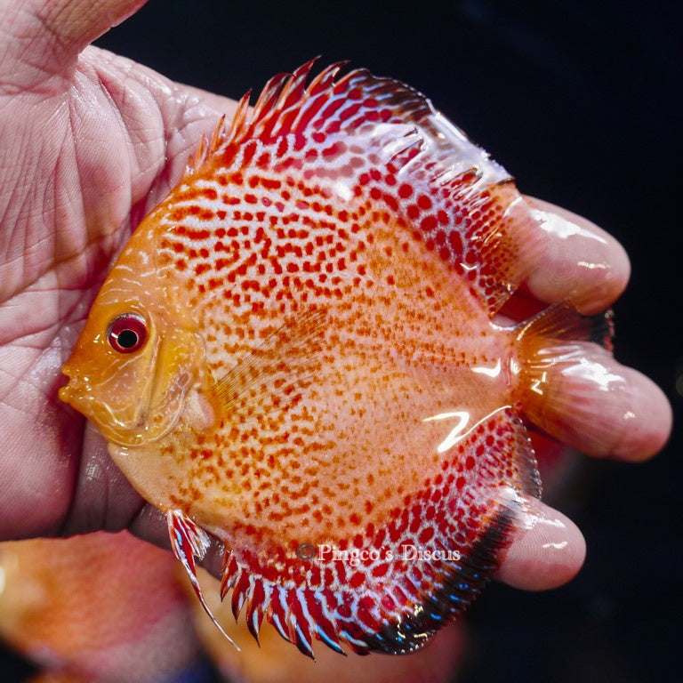 4" Pigeon King cobra Snakeskin