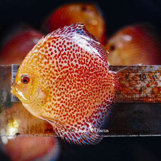 4"	Pigeon King cobra Snakeskin