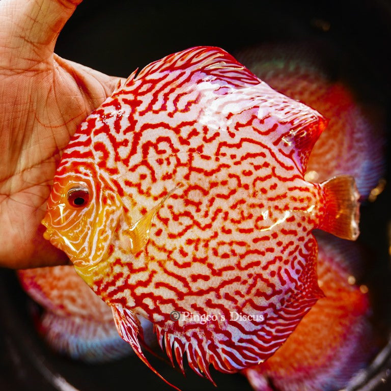 6" Red Eagle Snakeskin (Select Grade)