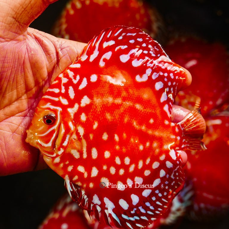 4.5" Rafflesia (Select Grade)