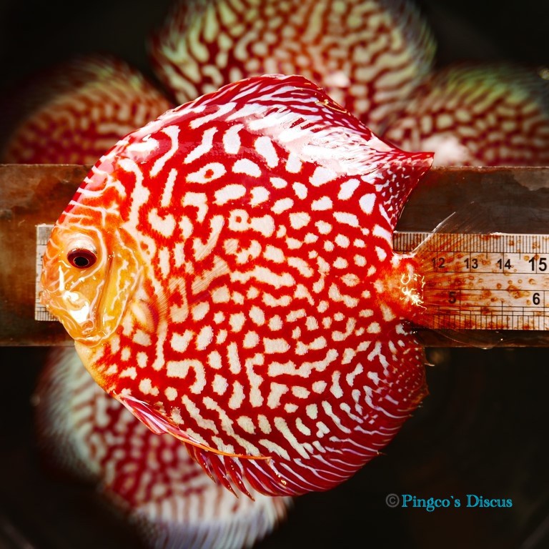 5.5" Red Eagle
