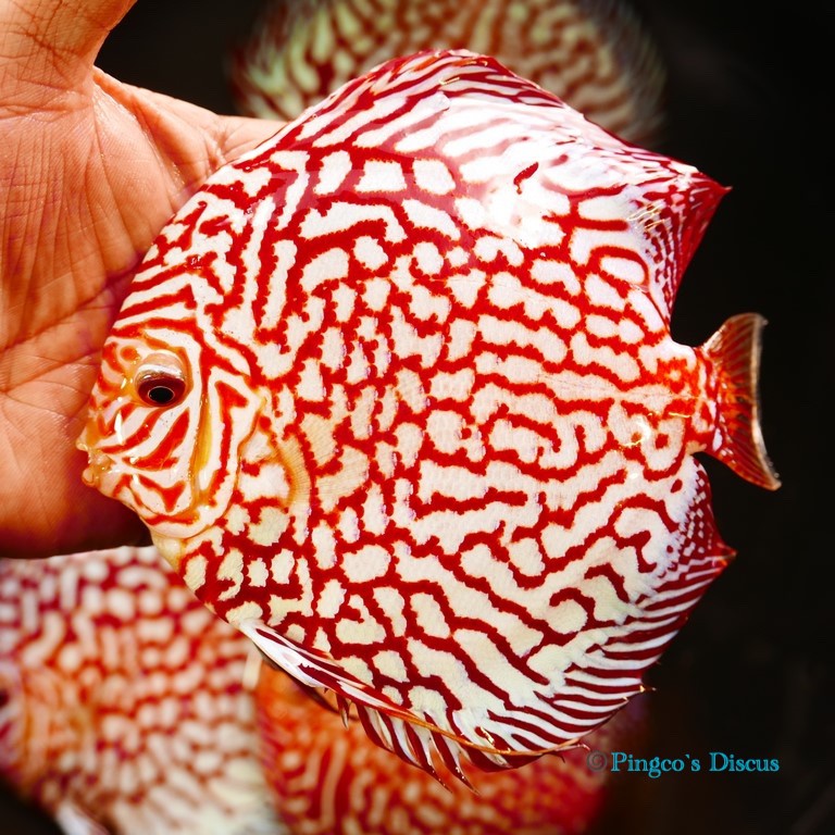 5.5" Red Eagle