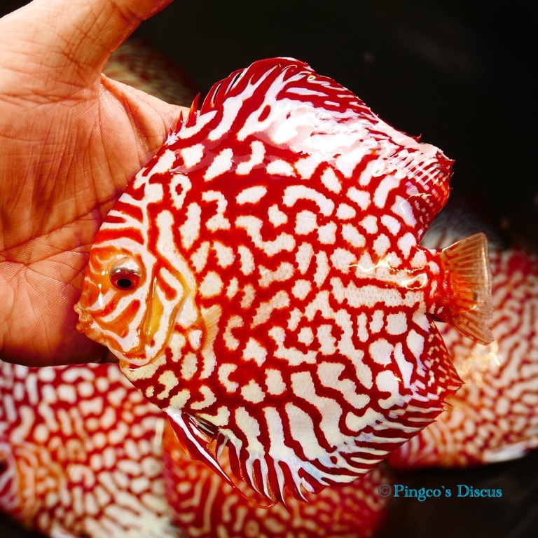 5.5" Red Eagle