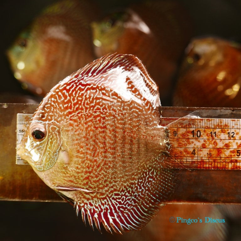 4+" Red Snakeskin