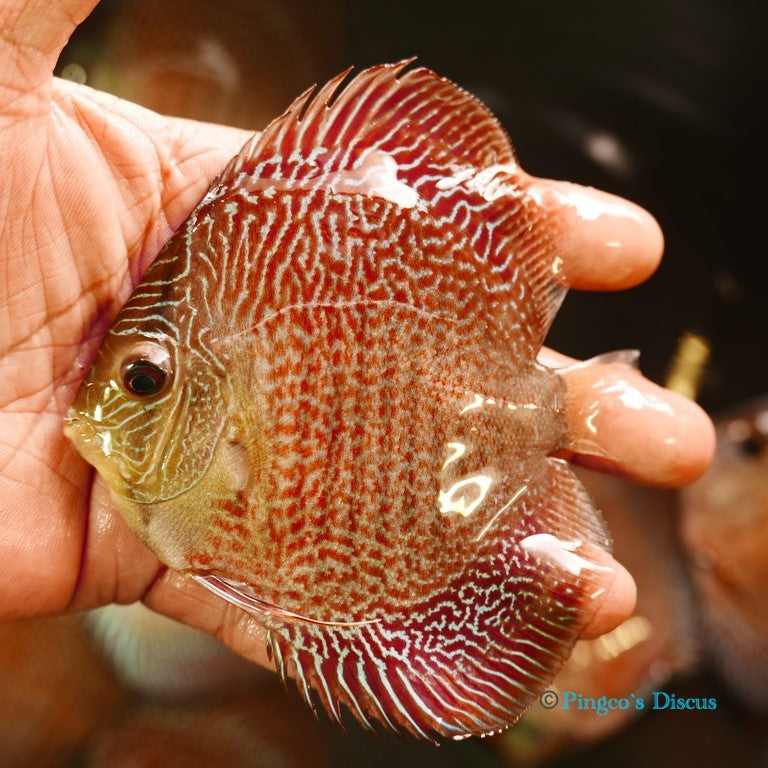 4+" Red Snakeskin