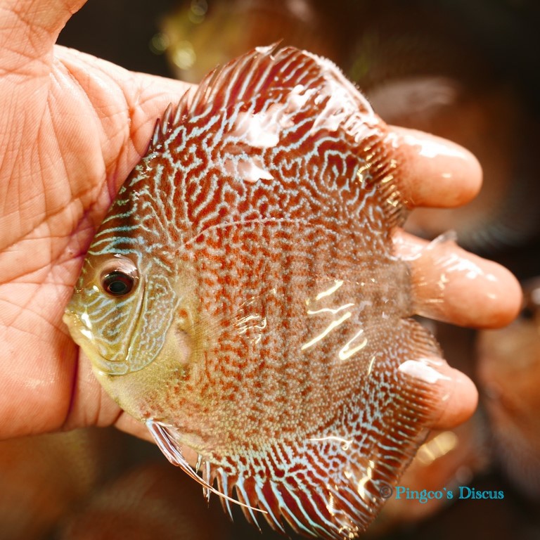 4+" Red Snakeskin