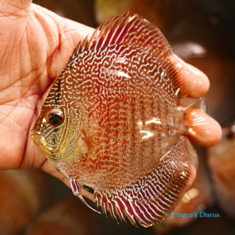 4+" Red Snakeskin