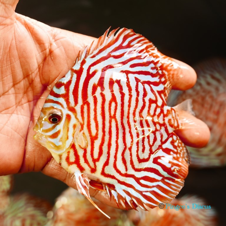 4" Red Tiger Turquoise
