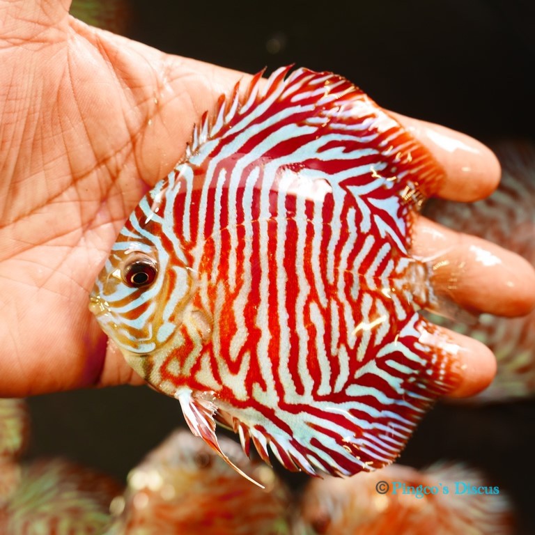 4" Red Tiger Turquoise