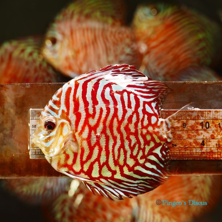 4" Red Tiger Turquoise
