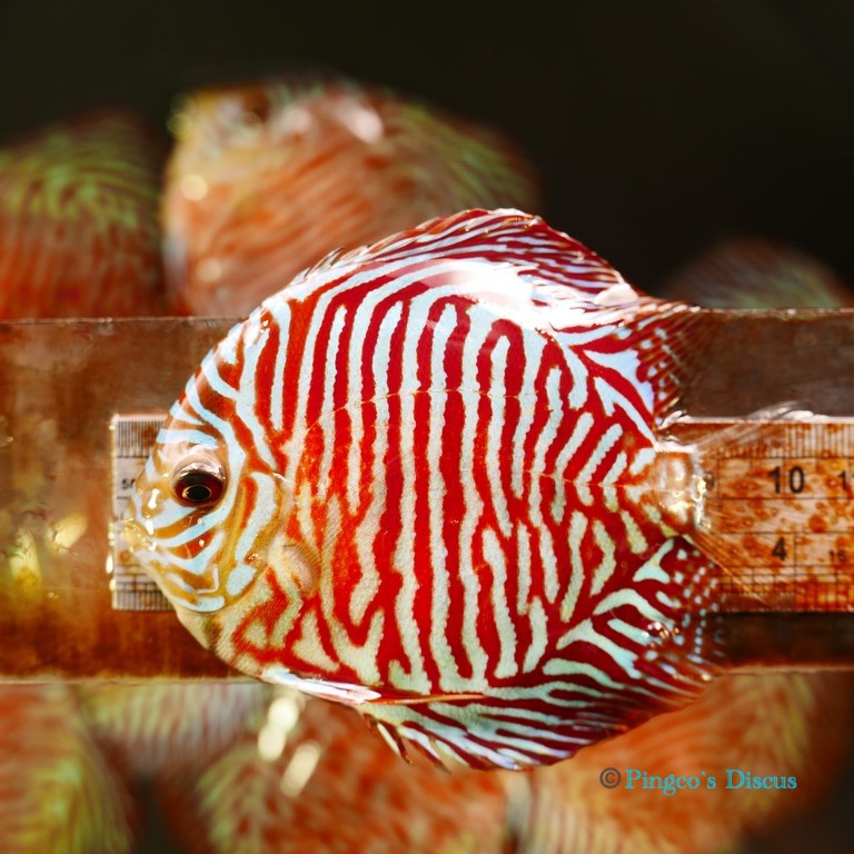 4" Red Tiger Turquoise