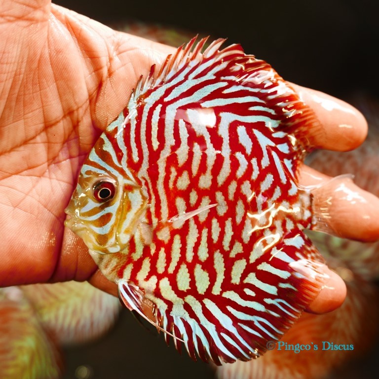 4" Red Tiger Turquoise