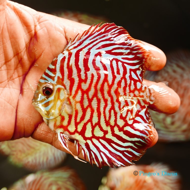 4" Red Tiger Turquoise