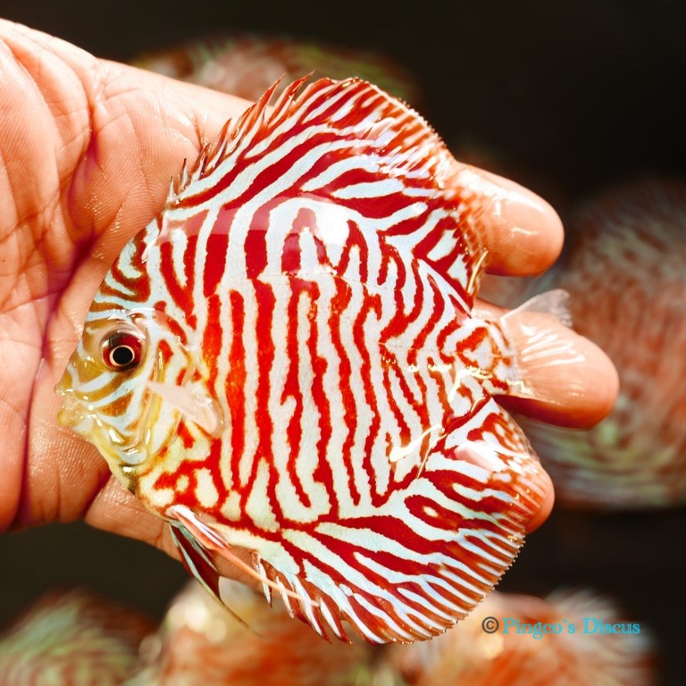 4" Red Tiger Turquoise