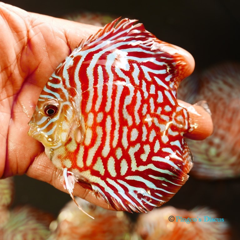 4" Red Tiger Turquoise
