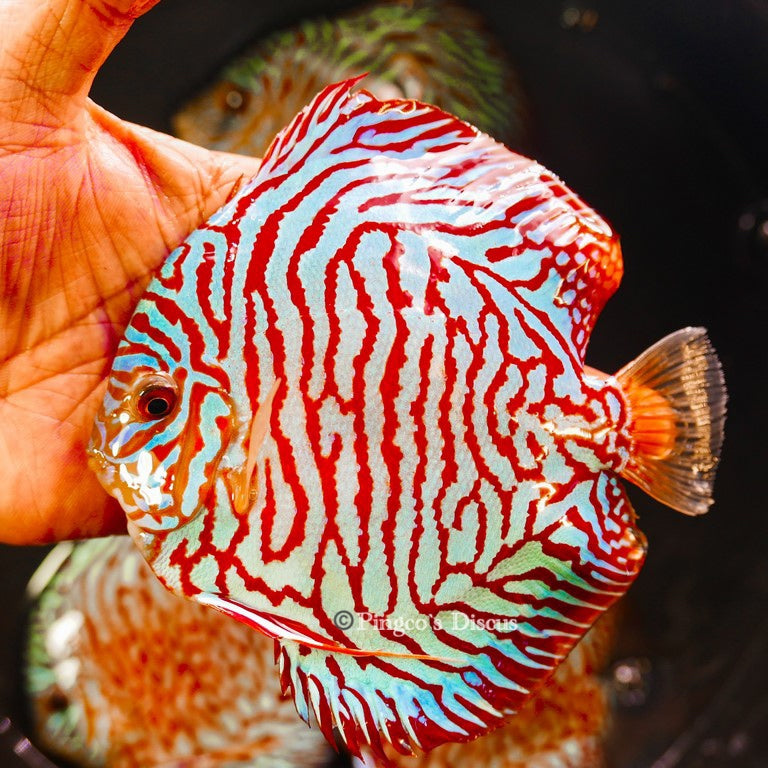 5-5.5" Red Tiger Turquoise