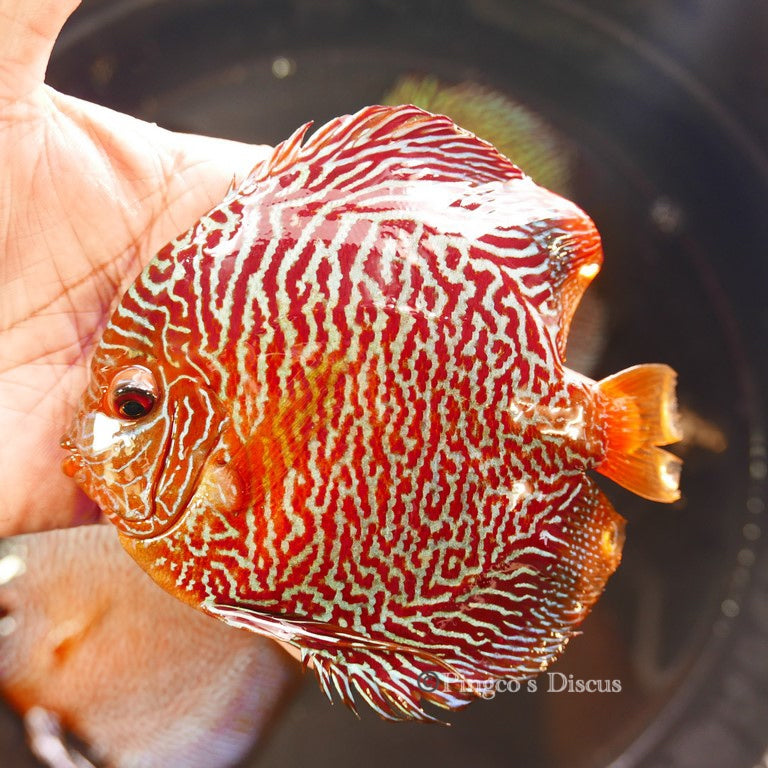 6"+- Red Tiger Snakeskin