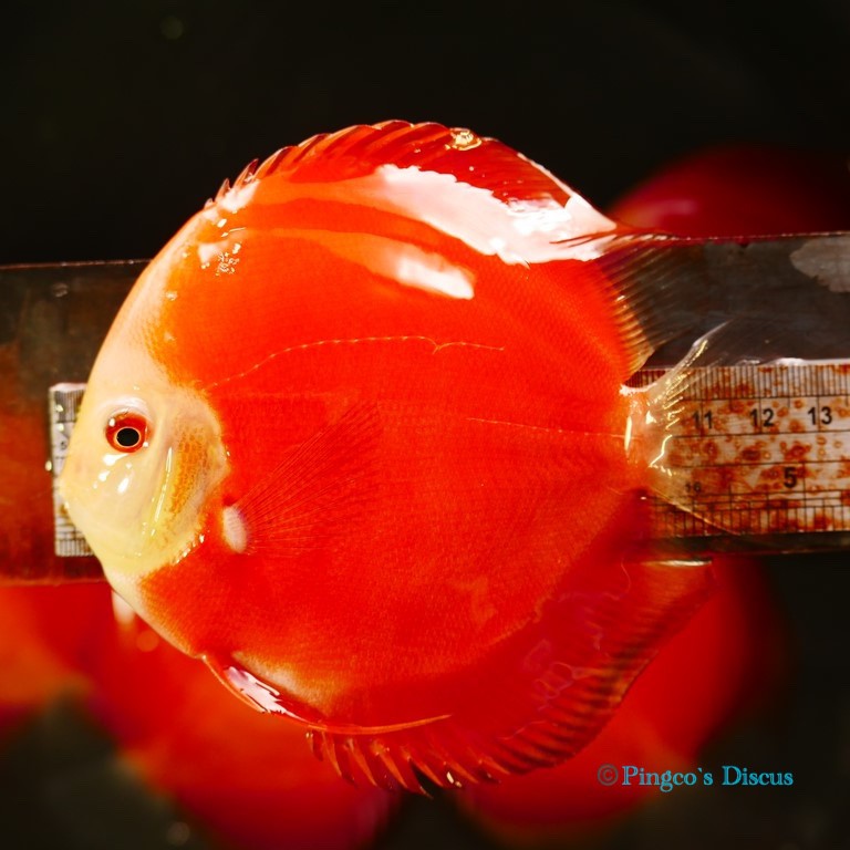 5"	Red Golden Diamond