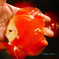 5"	Red Golden Diamond