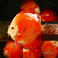 4.5"	Red Golden Diamond