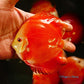 4.5"	Red Golden Diamond