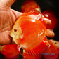 4.5"	Red Golden Diamond