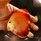 4"	Red Golden Diamond