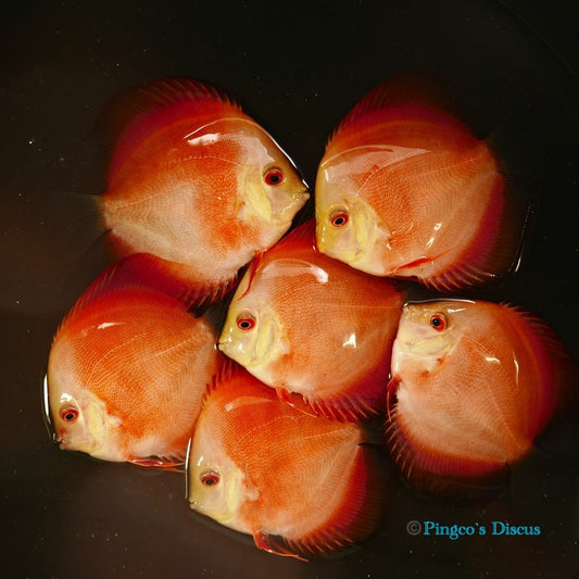4"	Red Golden Diamond