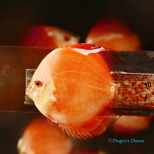 4"	Red Golden Diamond
