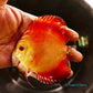 4"	Royal Rube Red Intermediate