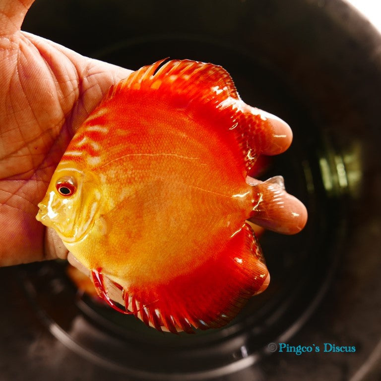 4"	Royal Rube Red Intermediate