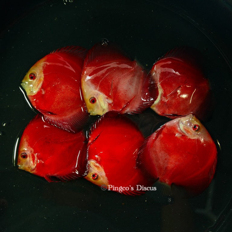 4"      Royal Rube Red