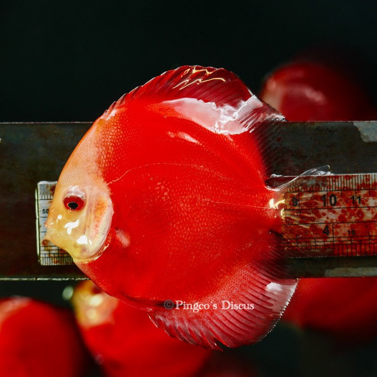 4"      Royal Rube Red