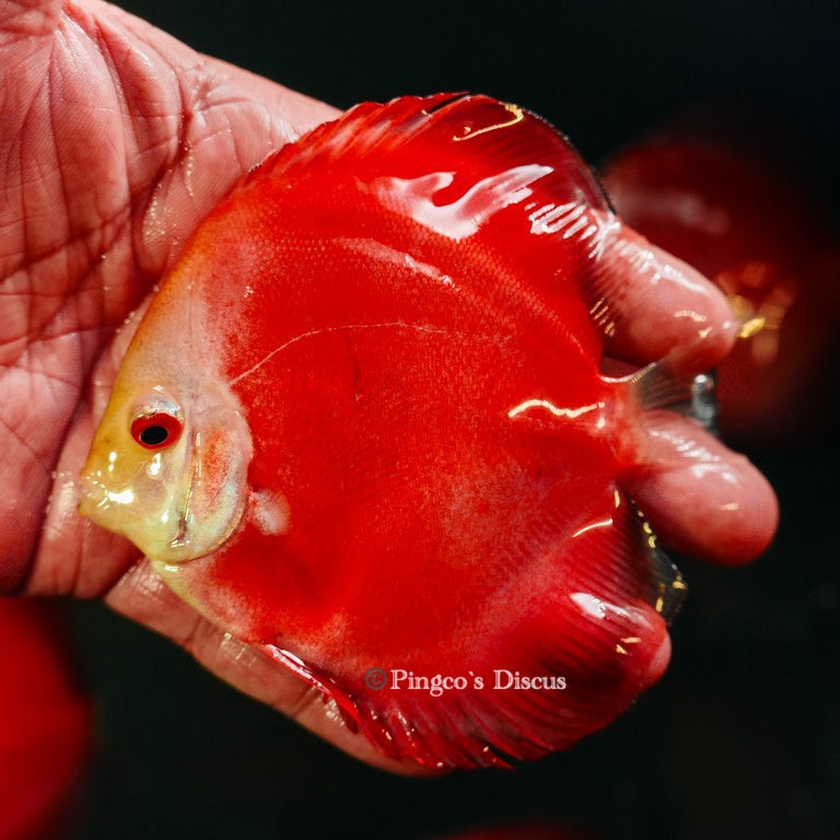 4"      Royal Rube Red