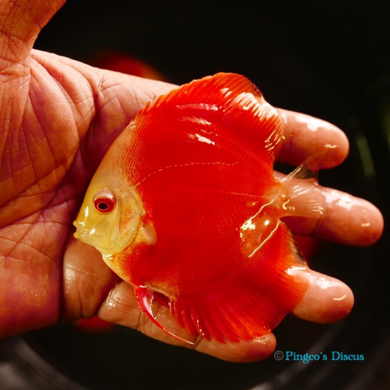 3.5"	Albino Red cover