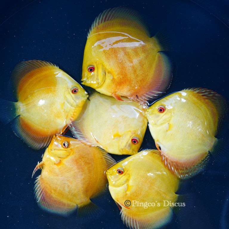 Products – Pingco's Discus