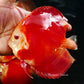 5.5+-"	Albino Red Golden Diamond