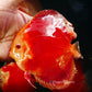 5.5+-"	Albino Red Golden Diamond