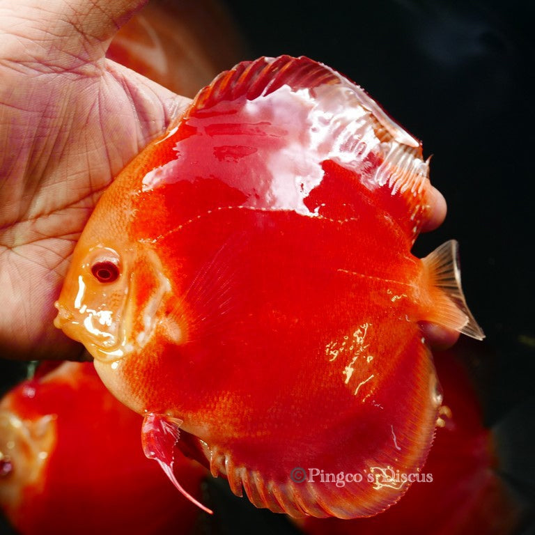 5.5+-"	Albino Red Golden Diamond