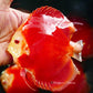 5.5+-"	Albino Red Golden Diamond