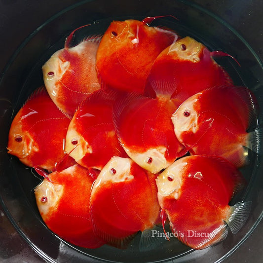 5.5+-"	Albino Red Golden Diamond