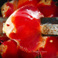 5.5+-"	Albino Red Golden Diamond