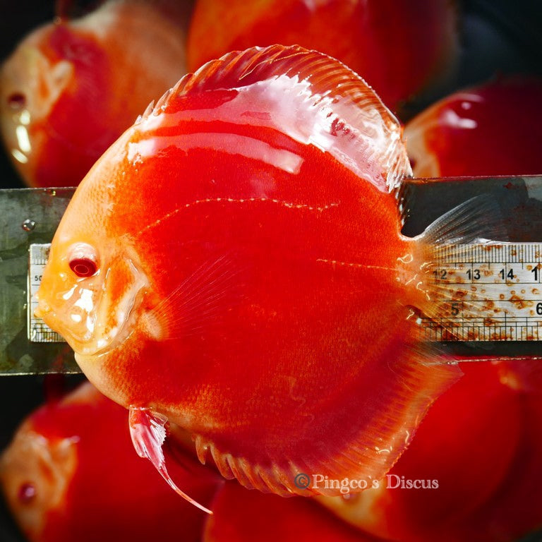 5.5+-"	Albino Red Golden Diamond