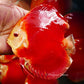 5.5+-"	Albino Red Golden Diamond