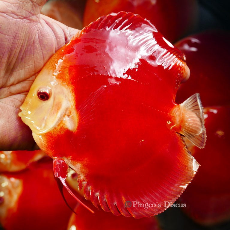 5.5+-"	Albino Red Golden Diamond