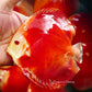 5.5+-"	Albino Red Golden Diamond
