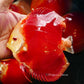 5.5+-"	Albino Red Golden Diamond